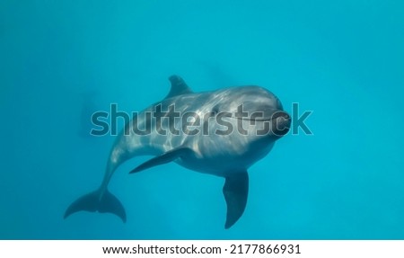Young curious bottlenose dolphin looks at in the camera and smiles.  Dolphin Selfie. Close up Royalty-Free Stock Photo #2177866931