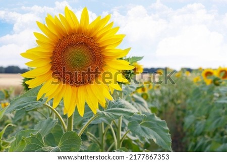Big yellow sunflower on a green field, blue sky background.