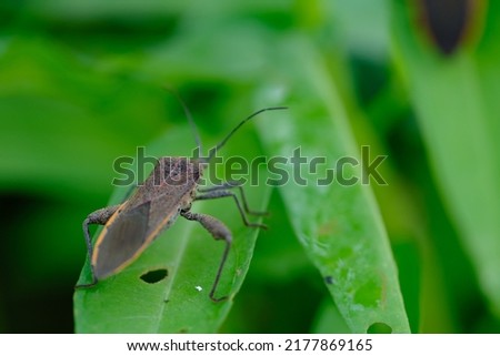 Coreinae is a subfamily in the hemipteran family Coreidae. They have been shown to be paraphyletic with respect to Meropachyinae. plant pests. This insect eats green leaves. pest. 