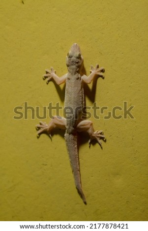 

House Lizard Little Gecko On Yellow Stock Photo 

 Royalty-Free Stock Photo #2177878421