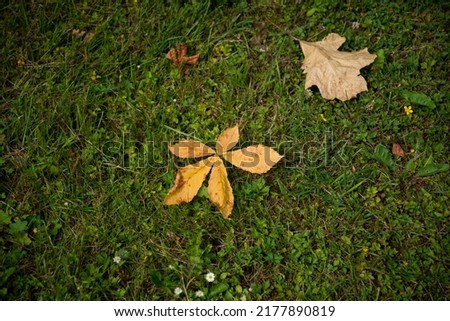 Defocus autumn leaves. Green and orange autumn leaves background. Outdoor. Colorful background image of fallen autumn dry leaves. Green grass on lawn. Pastel fall backdrop. Blurred. Out of focus.