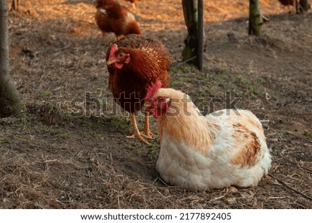 Rooster And Hen Looking At Something Together