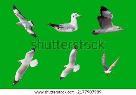 Set seagulls isolated on green screen. 
