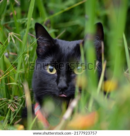 Outdoor portrait of a black cat