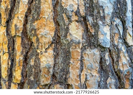 The texture of old pine bark. Rough pine bark close-up.