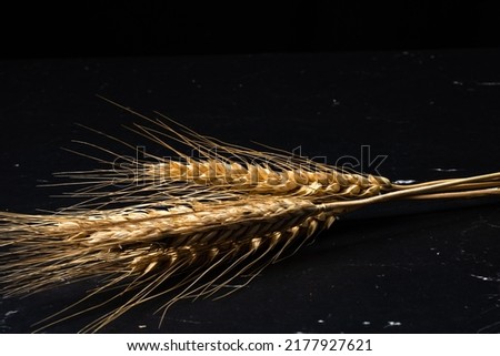Wheat ears detail. Cereals for backery, flour production