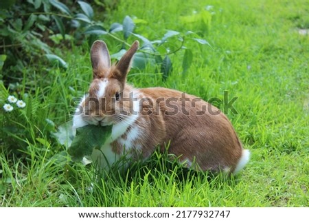 Rabbit sitting on meadow and eating leaf. Close up lovely bunny eating rabbit on the green background. Red white funny rabbit eat grass in garden. Cute sweet furry pet bunny in summer day eating meal Royalty-Free Stock Photo #2177932747