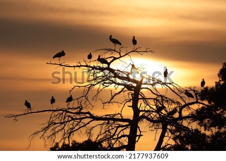 Storks sit on a tree at sunset