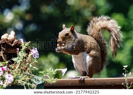 A Squirrel finds a peanut to nibble on Royalty-Free Stock Photo #2177942225