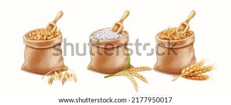 Set of agricultural cereals. Bag with oats, wheat, rice. Sacks and ears of wheat or barley. realistic vector Royalty-Free Stock Photo #2177950017