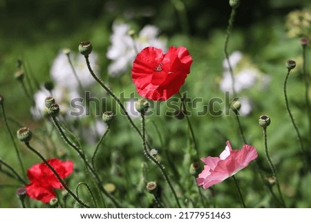 Red and pink poppy flowers with seeds on natural background. Floral background for summer concept.