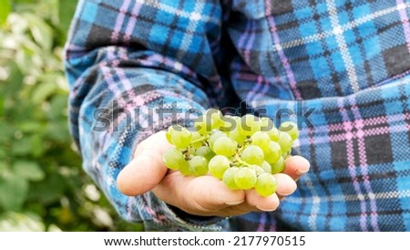 Man's hands vendor picking up placing green grapes in street market display in Rome, Italy famous campo de fiori during summer in crates Royalty-Free Stock Photo #2177970515