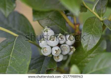 Northern highbush blueberry, high blueberry (Vaccinium corymbosum) shrub with ripening berries. Closeup with selective focus. Royalty-Free Stock Photo #2177988963