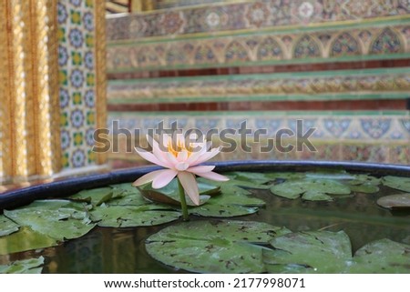 Thai native waterlily lotus flower soft pink rose with yellow pollen aquatic in water