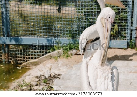 A close-up of a pelican stands in a fenced petting zoo. High quality photo