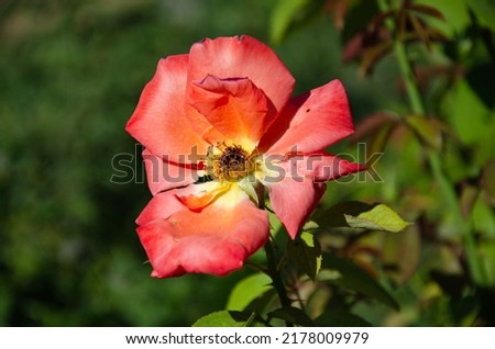 A scarlet rose that bloomed in the garden on a summer day. The beauty and diversity of flowers.