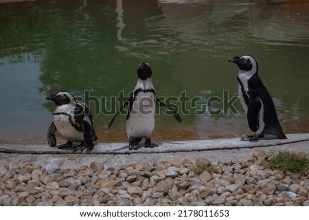 Curious penguins by a pool