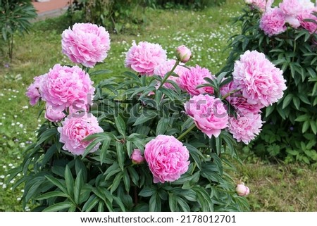 Pink double flowers of Paeonia lactiflora. Flowering peony plant in summer garden