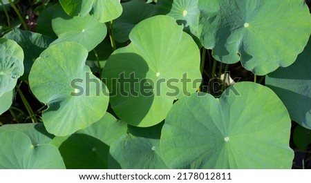 Lotus green leaves, Waterlily pond