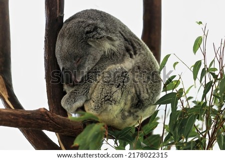 Small gray fur koala with yellowish belly sleeping after foraging while sitting on a rest place made of branches and branchlets and green leaves of eucalyptus trees. Brisbane-Queensland-Australia. Royalty-Free Stock Photo #2178022315