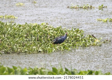 View of isolated Western swamphen searching for food in the wetlands 