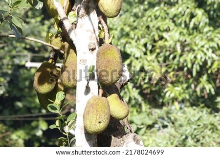 View of A bunch of Jackfruits on the tree