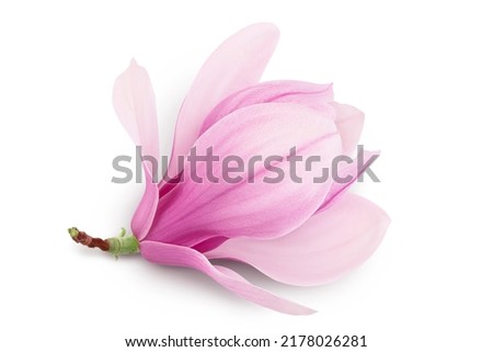 Pink magnolia flower isolated on white background with full depth of field. Top view. Flat lay.