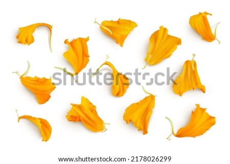 petals of fresh marigold or tagetes erecta flower isolated on white background with full depth of field. Top view. Flat lay Royalty-Free Stock Photo #2178026299