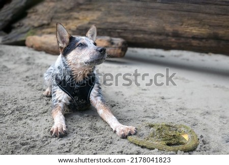 Puppy with paws on toy waiting for dog owner to pick it up and play fetch. Front view of short hair puppy dog lying in the sand and looking up. Black and white male blue heeler puppy. Selective focus.