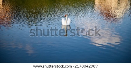 beautiful white swan swimming on lake