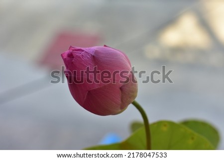 close up of blooming pink lotus flower bud
