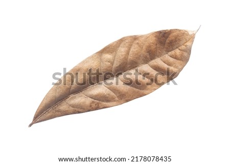 Dry leaves isolated on white background. Tropical dry leaves clipping path.dry leaves