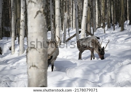 reindeer walking in snowy mountains