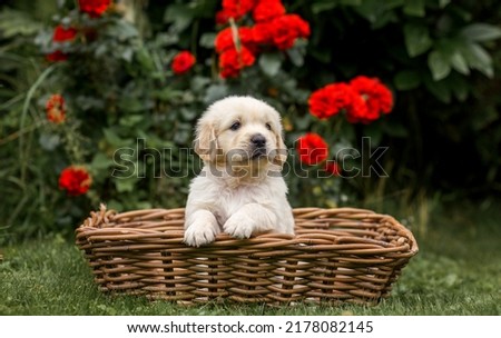 puppy dog golden retriever labrador. small cute puppy and good friend. Dog training. Be my friend. Puppy in a garden on sunset with flower Royalty-Free Stock Photo #2178082145