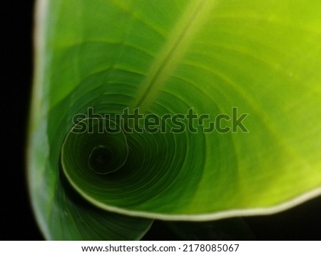 Beautiful picture of green leaf curling 