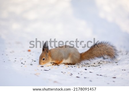 Squirrel sits in snow and eats nuts in winter snowy park. Winter color of animal