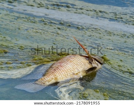 Dead fish floating in algae bloom.Water pollution Royalty-Free Stock Photo #2178091955