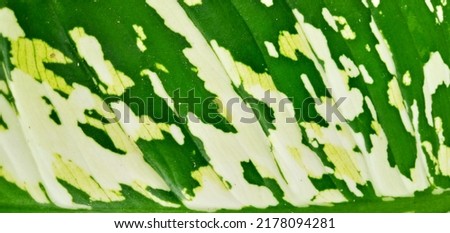 Patterned leaf texture that can be used as a background 