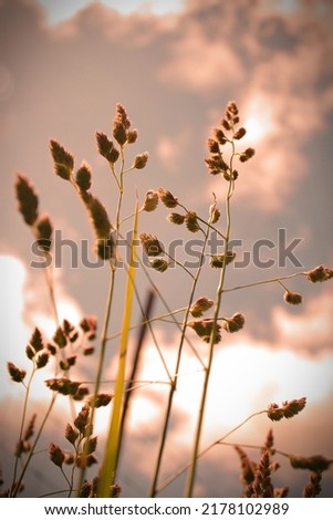Grass flowers in the evening against the background of the sky in red tones.