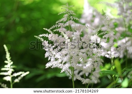 Astilbe chinensis 'Vision in White' in flower. Royalty-Free Stock Photo #2178104269