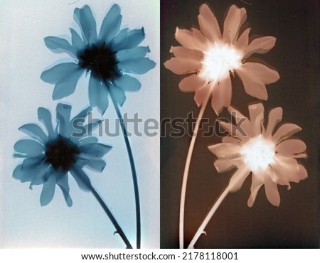 daisies bloom, a lumen print photography, an image created on photographic paper