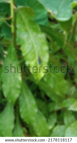 Defocus Insect Picture on the Leaf