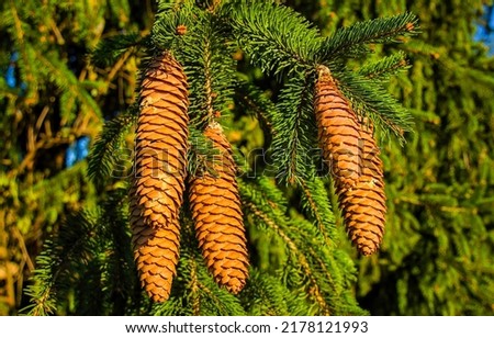 Pine cones on the branches. Pine cones closeup. Pine cones Royalty-Free Stock Photo #2178121993