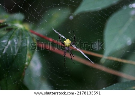 Webs and spiders between cassava leaves.