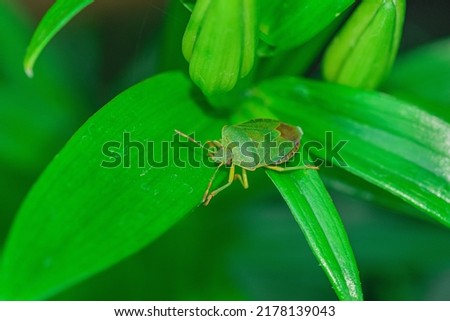 The odor of a green plant sitting on the green leaves of the White Lily in the garden