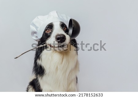 Funny puppy dog border collie in chef cooking hat holding kitchen spoon ladle in mouth isolated on white background. Chef dog cooking dinner. Homemade food restaurant menu concept. Cooking process