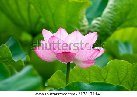 Beautiful lotus flowers.
Flowers in the swamp.