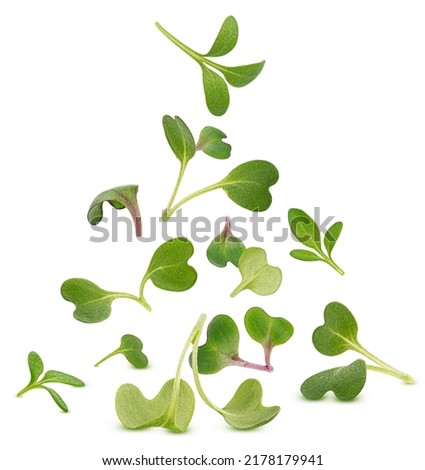 Microgreen leaves isolated on white background Royalty-Free Stock Photo #2178179941