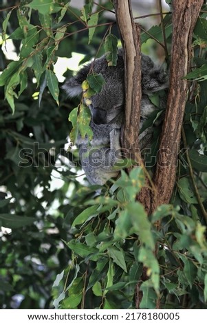 Gray fur koala sleeping after foraging while perched in a fork among the branches and branchlets and green leaves of a eucalyptus tree. Brisbane-Queensland-Australia. Royalty-Free Stock Photo #2178180005