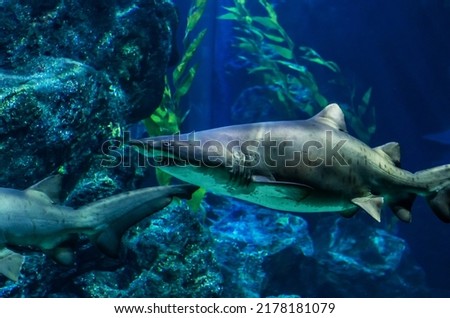 Shark swims among seaweed in the shallows of the sea.Shark swims in an exotic ocean scene